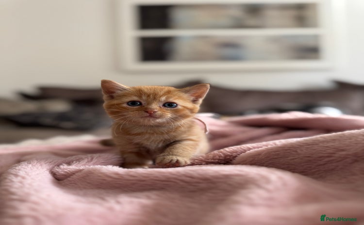 Mixed Breed cats - Advert 1