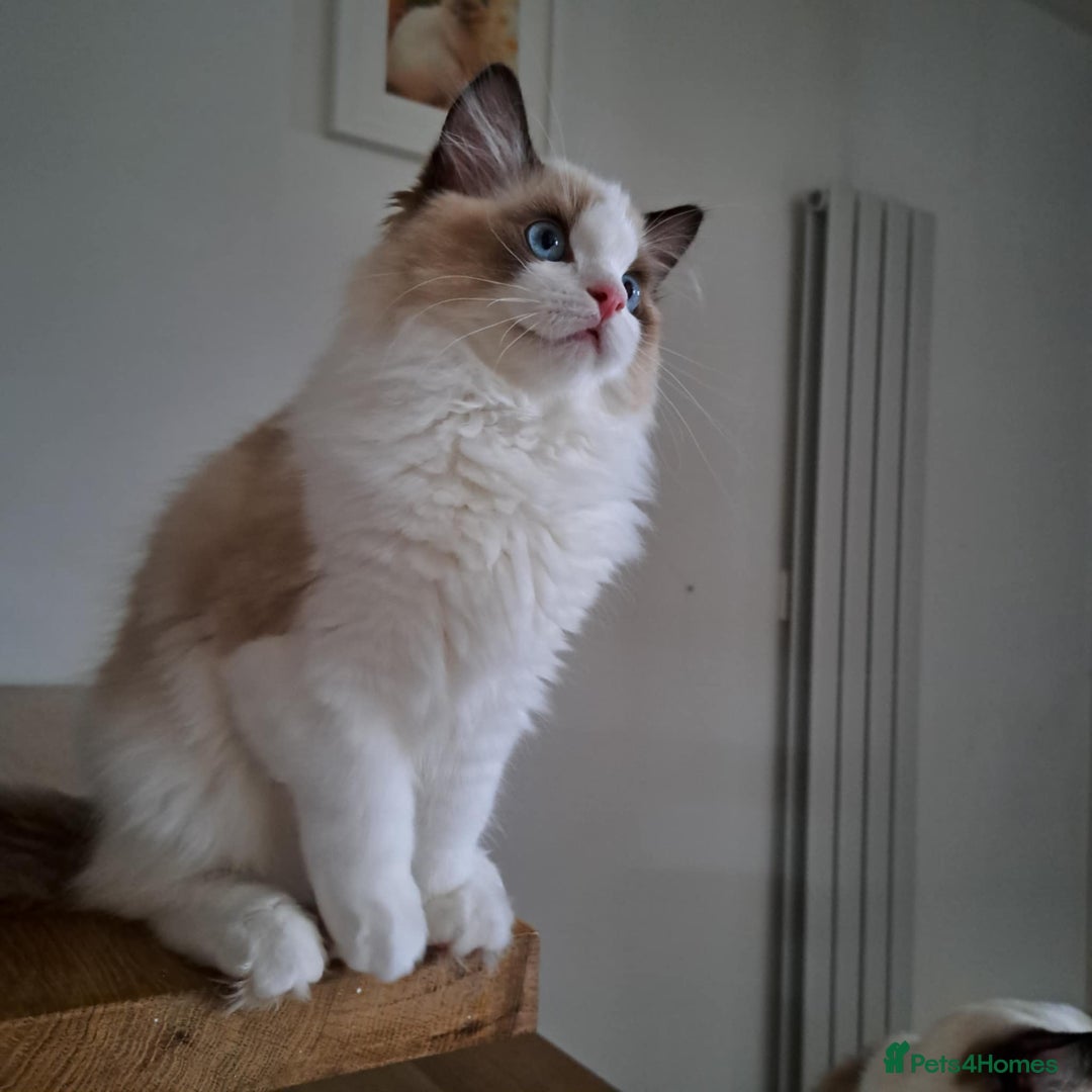 Ragdoll cats for sale: 💠Handsome FiFe Reg Ragdoll boy💠RESERVED - Image 23