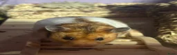 Hamster rodents for sale: Hamster for rehoming  - Advert 4
