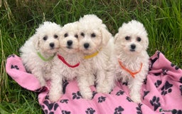 Bichon Frise dogs for sale: Pure bichon frise puppies  - Image 3