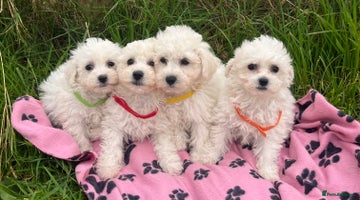 Bichon Frise dogs - Advert 3