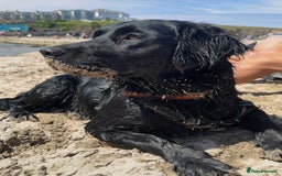 Goldador dogs for sale: 10x Family reared gorgeous Goldador Puppies - Image 16