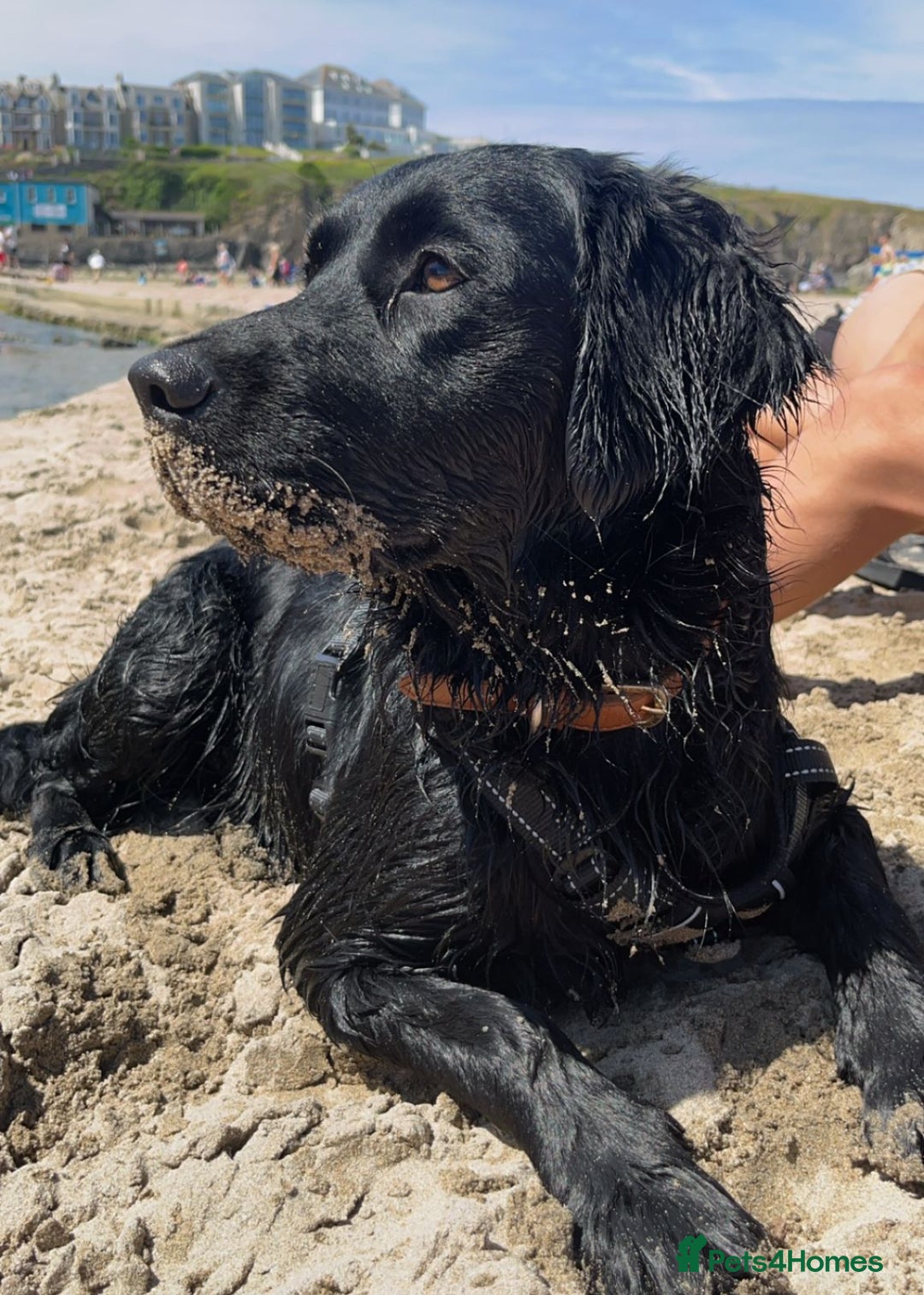 Goldador dogs for sale: 10x Family reared gorgeous Goldador Puppies - Image 16