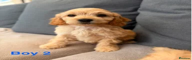 Cockapoo 2