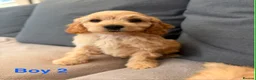 Cockapoo dogs for sale: Stunning cockerpoo puppies !! - Advert 5