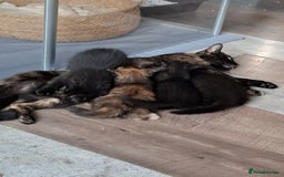 Mixed Breed cats for sale: 2 Cute Male BSH X Kittens - Image 3