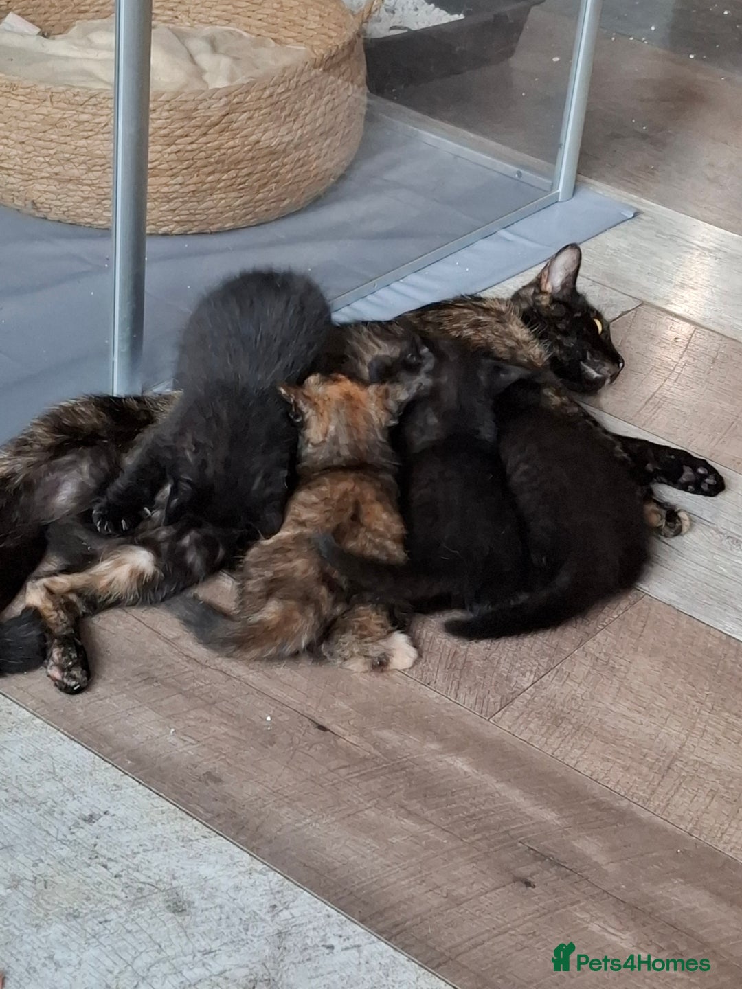 Mixed Breed cats for sale: 2 Cute Male BSH X Kittens - Image 3