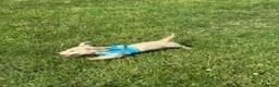 Miniature Dachshund dogs for sale: KC cream dachshunds  - Advert 10