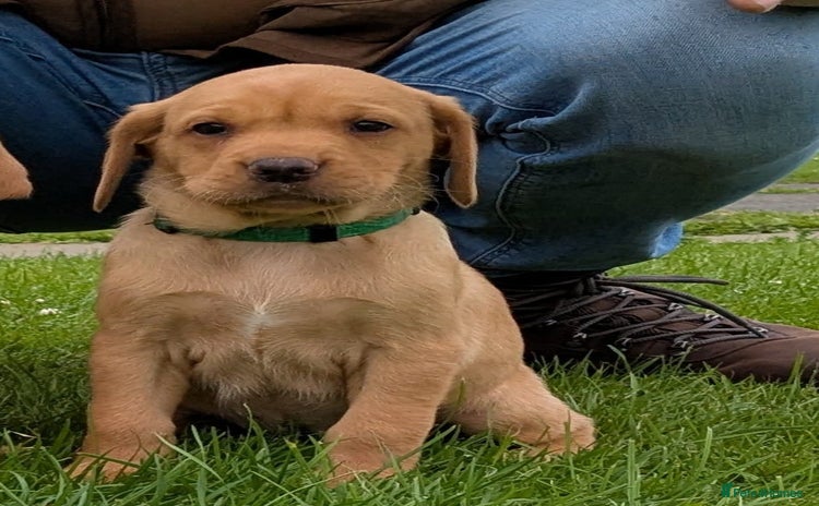Labrador Retriever dogs in Holyhead - Advert 1