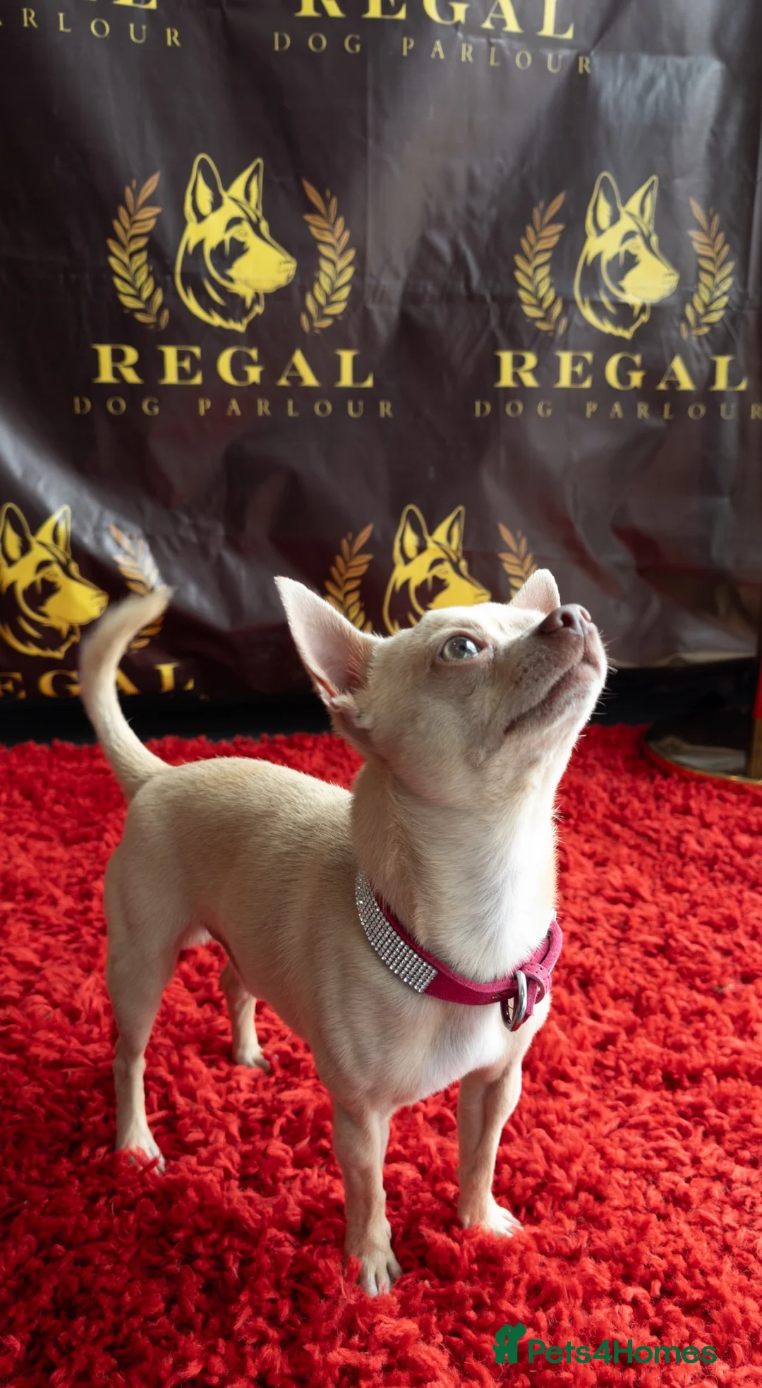 Chihuahua dogs for stud: Micro Chihuahua Stud Cream Fawn - With Clinic in Milton Keynes - Advert 3