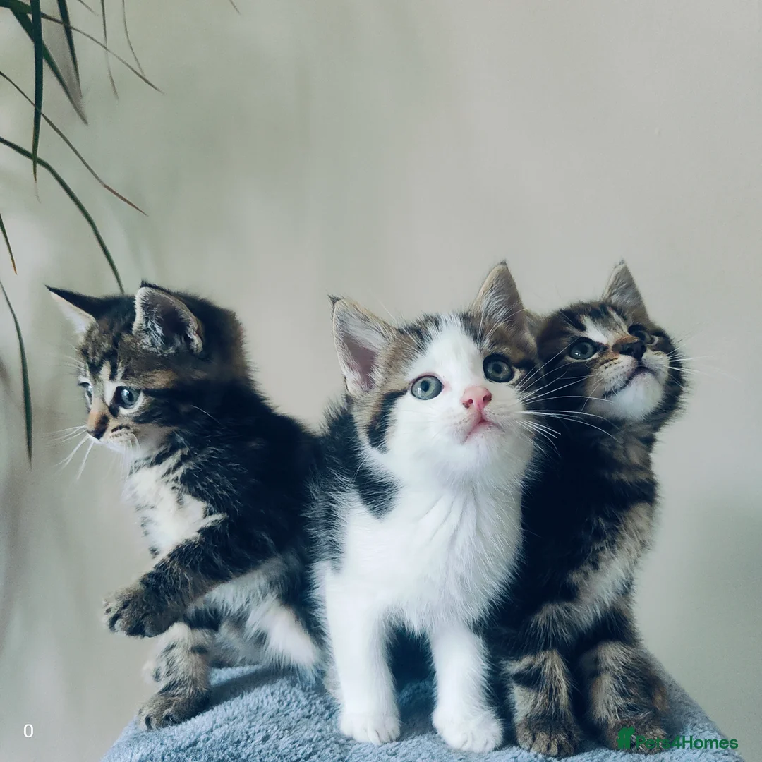Maine Coon cats for sale: Stunning Maine Coon cross Boys-5 Beautiful fluffy - Advert 13