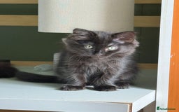 Mixed Breed cats for sale: Pretty all black ragdoll mix girls - Image 4