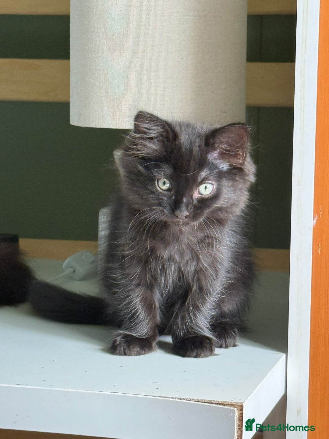 Mixed Breed cats for sale: Pretty all black ragdoll mix girls - Image 4