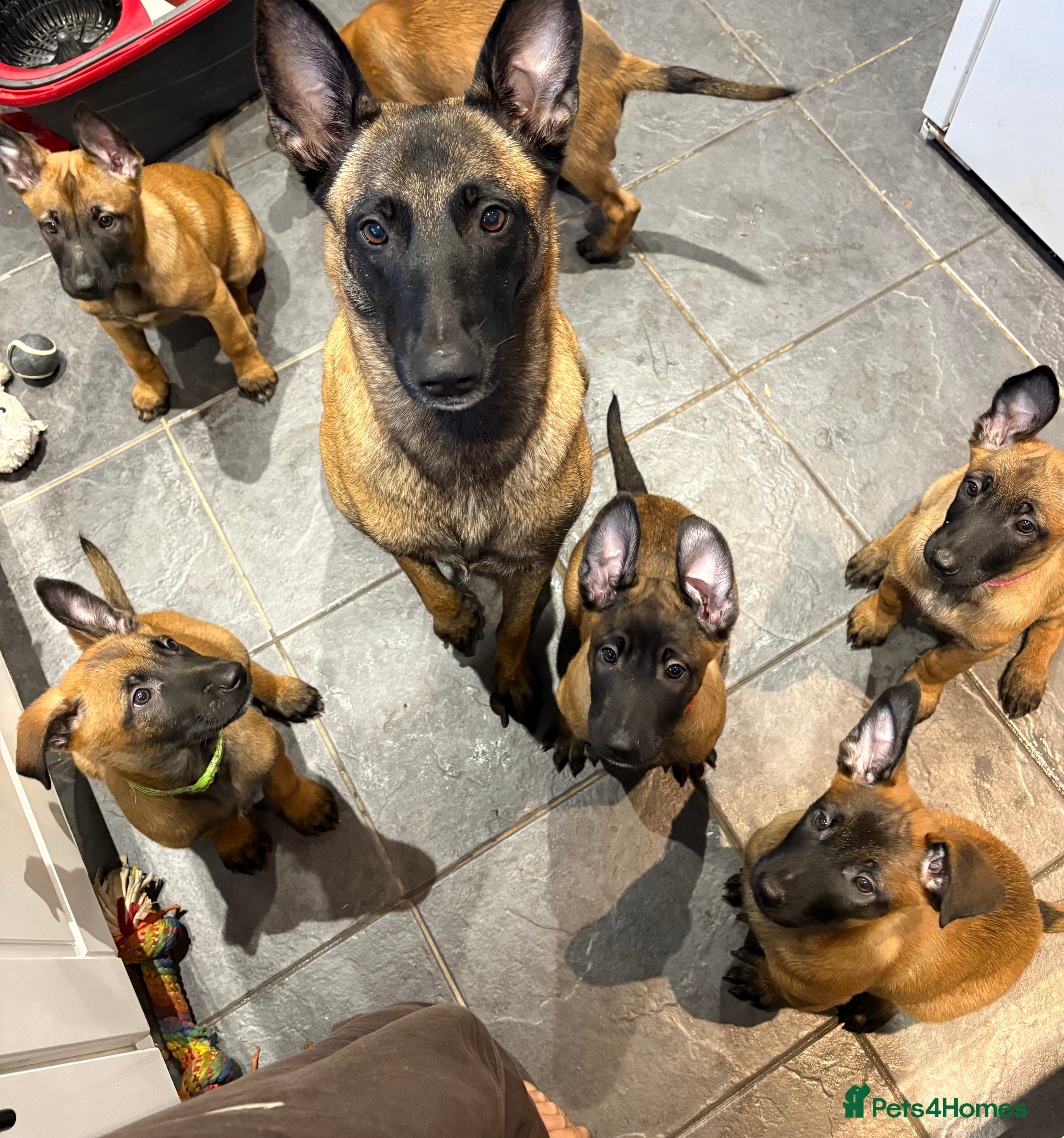 Belgian Shepherd Dog dogs Belgian Malinois Puppies - Ready to leave! - Advert 2