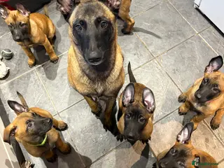Belgian Shepherd Dog dogs Belgian Malinois Puppies - Ready to leave! - Advert 2