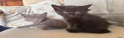 Mixed Breed cats for sale: 3 beautiful kittens looking for forever homes  - Advert 4