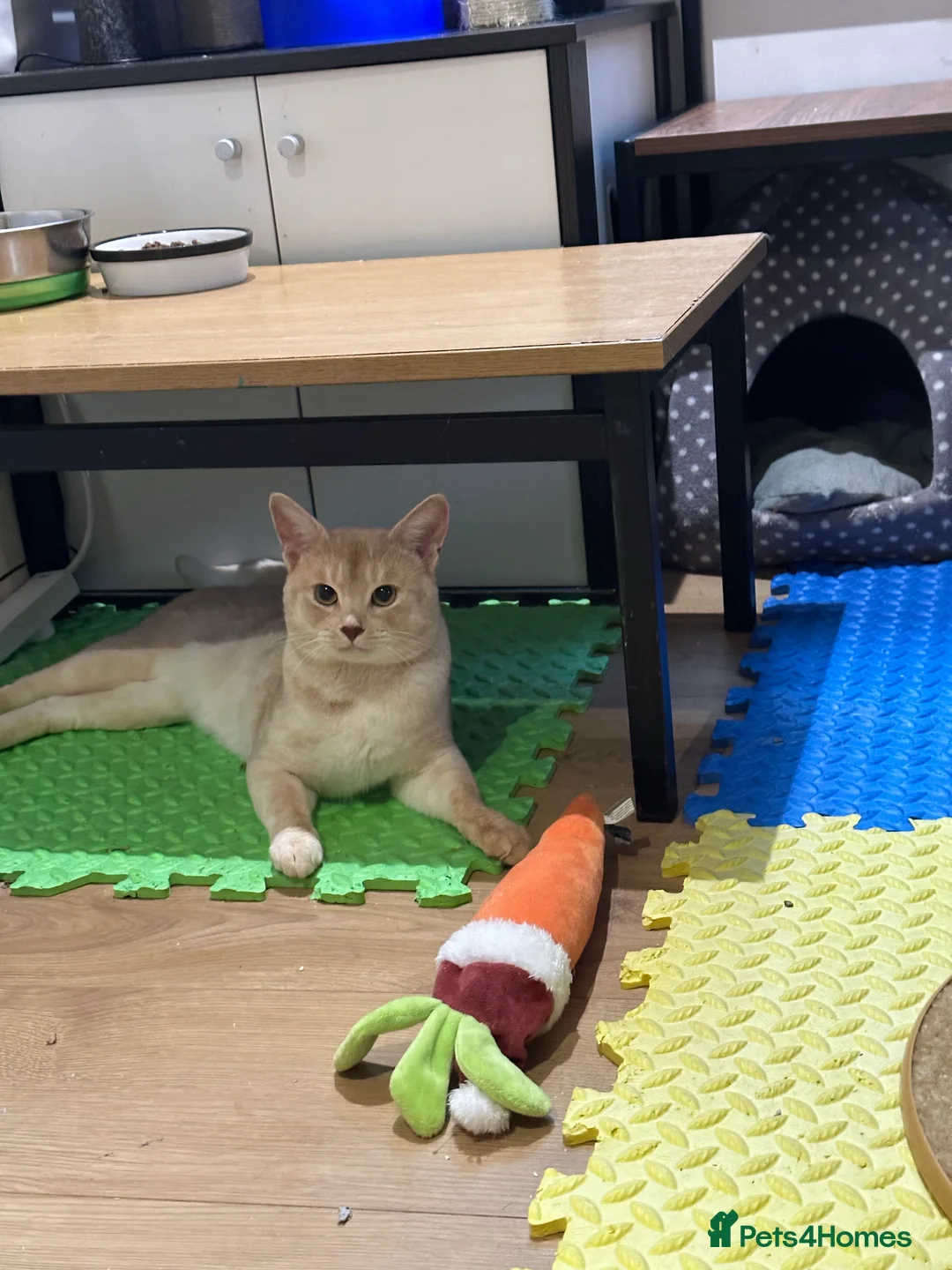 Abyssinian cats for stud: Champion lines Aby Red-Silver boy for stud in Romford - Advert 11