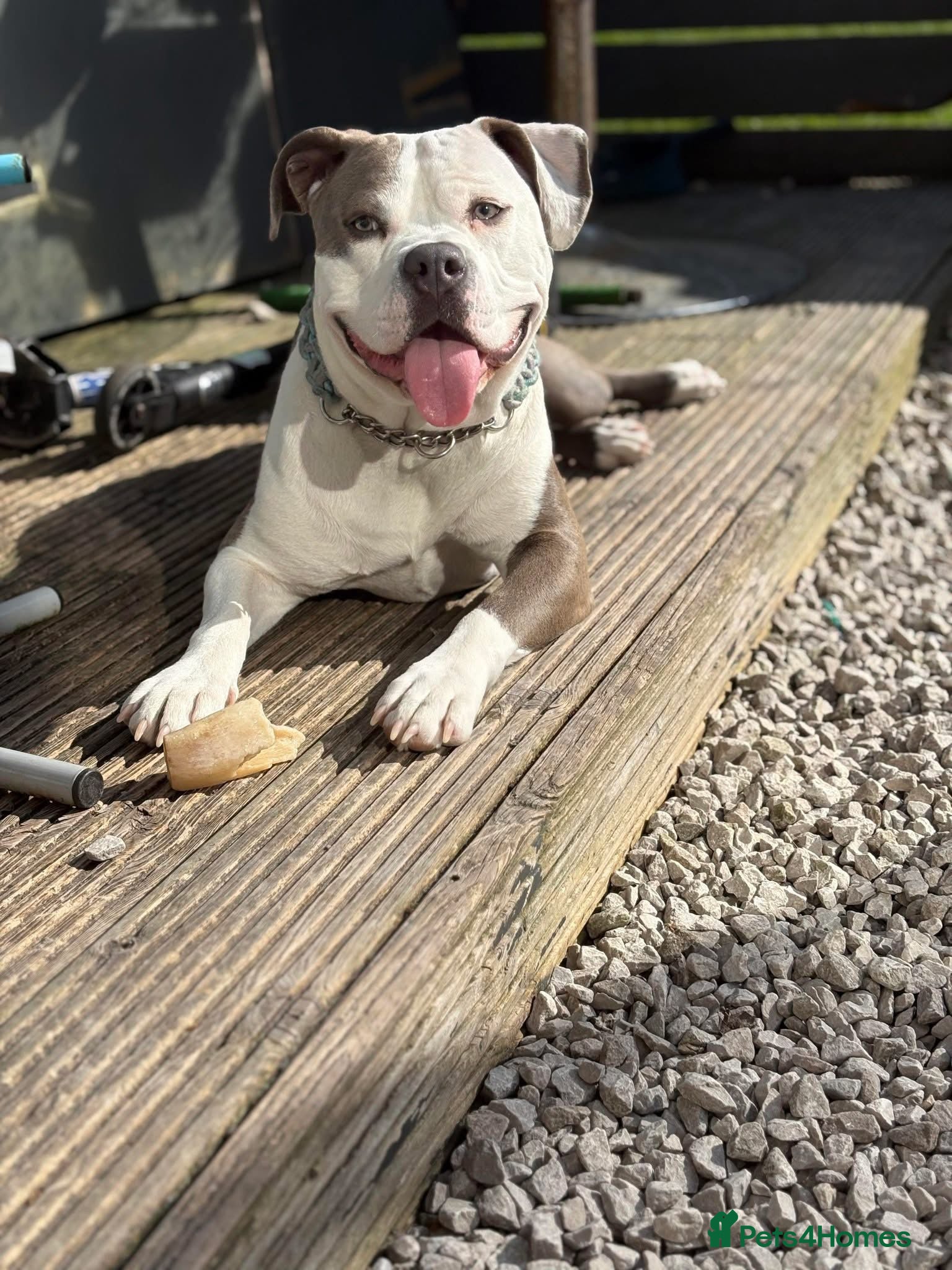 Mixed Breed dogs Standard bully x pocket bully - Advert 12