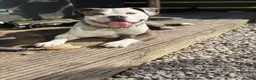 Mixed Breed dogs for sale: Standard bully x pocket bully in Dunfermline - Advert 1