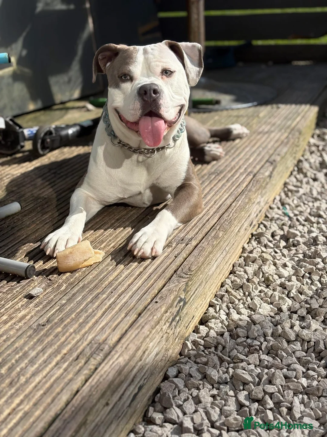 Mixed Breed dogs for sale: Standard bully x pocket bully in Dunfermline - Advert 1