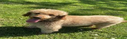 Cockapoo dogs for sale: F1 miniature cockapoo puppies  - Advert 2