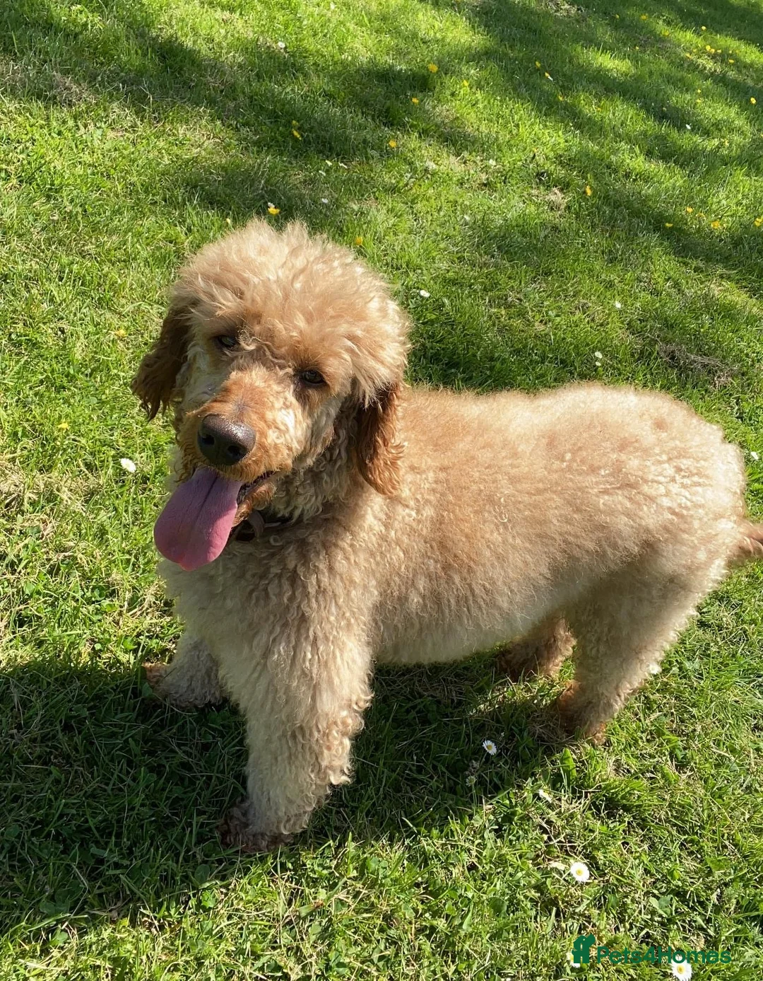 Cockapoo dogs for sale: F1 miniature cockapoo puppies  - Advert 2