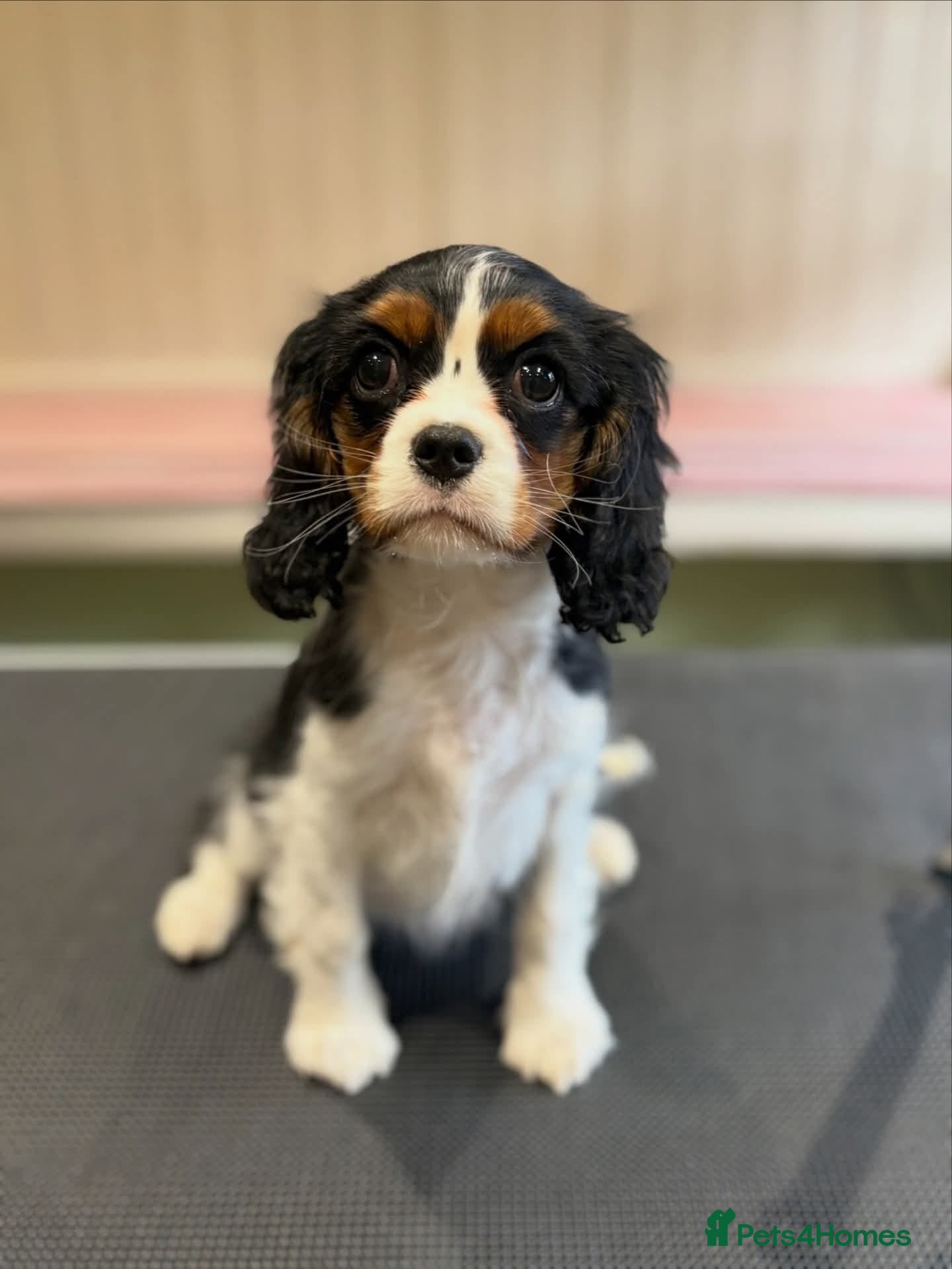 Cavalier King Charles Spaniel dogs 6 month old female tri cavalier king Charles - Advert 5