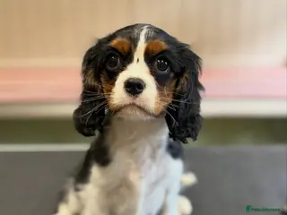 Cavalier King Charles Spaniel dogs 6 month old female tri cavalier king Charles - Advert 1