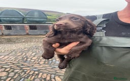 Cocker Spaniel dogs for sale: Kc cocker spaniel pups - Image 2