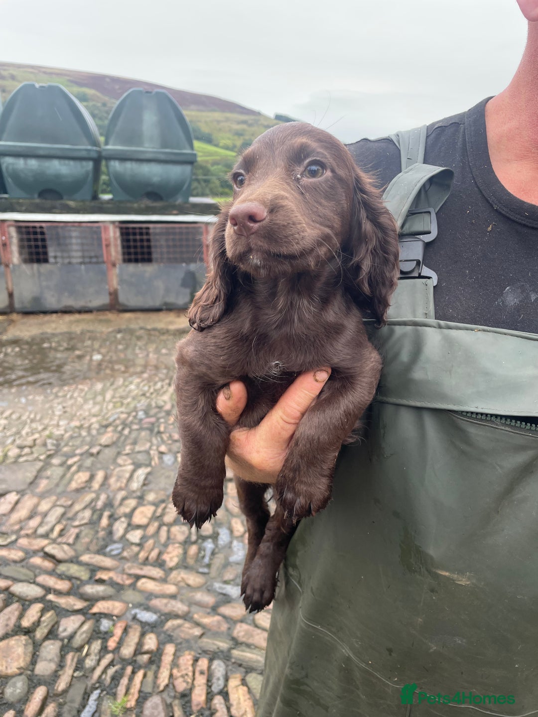 Cocker Spaniel dogs for sale: Kc cocker spaniel pups - Image 2