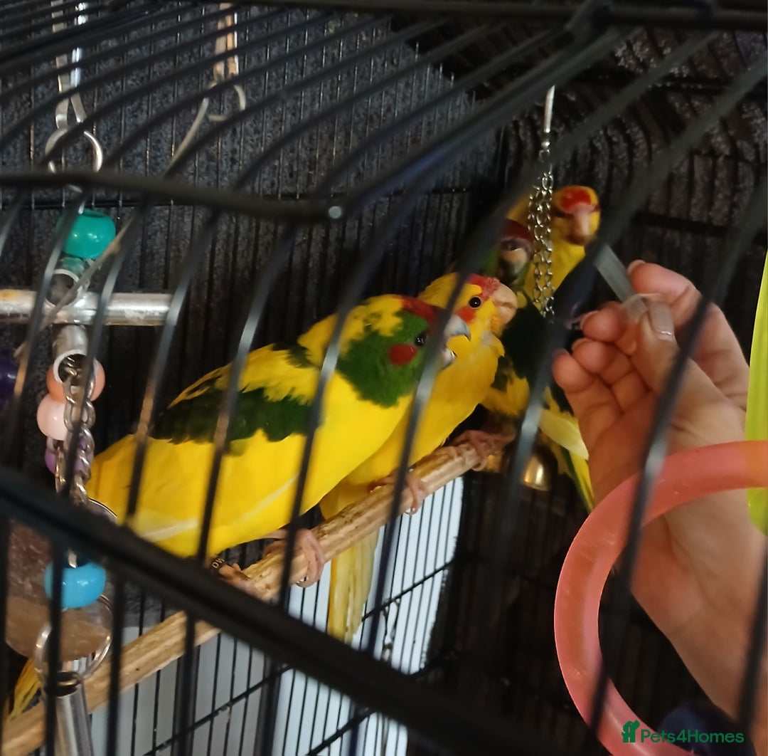 Parakeets birds for sale: Kakariki's Handreard kakariki's  - Image 4