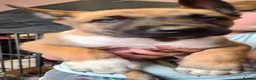 Belgian Shepherd Dog dogs for sale: Reduced Ready to leave  - Advert 16