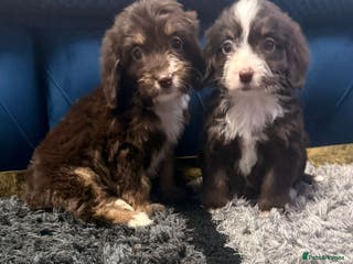 Cockapoo dogs Only two girl left 💞 - Advert 5
