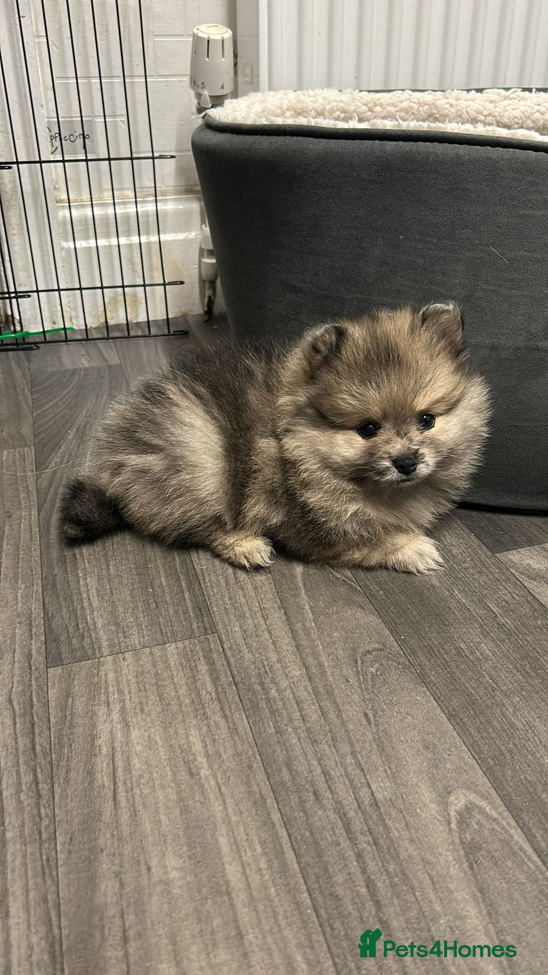 Pomeranian dogs for sale: Litter of pomeranians  - Advert 27