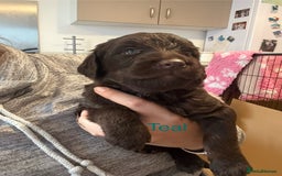 Labradoodle dogs for sale: Stunning Labradoodle Puppies  - Advert 8