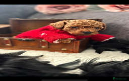 Toy Poodle dogs for sale: RED Toy Poodles  - Advert 14