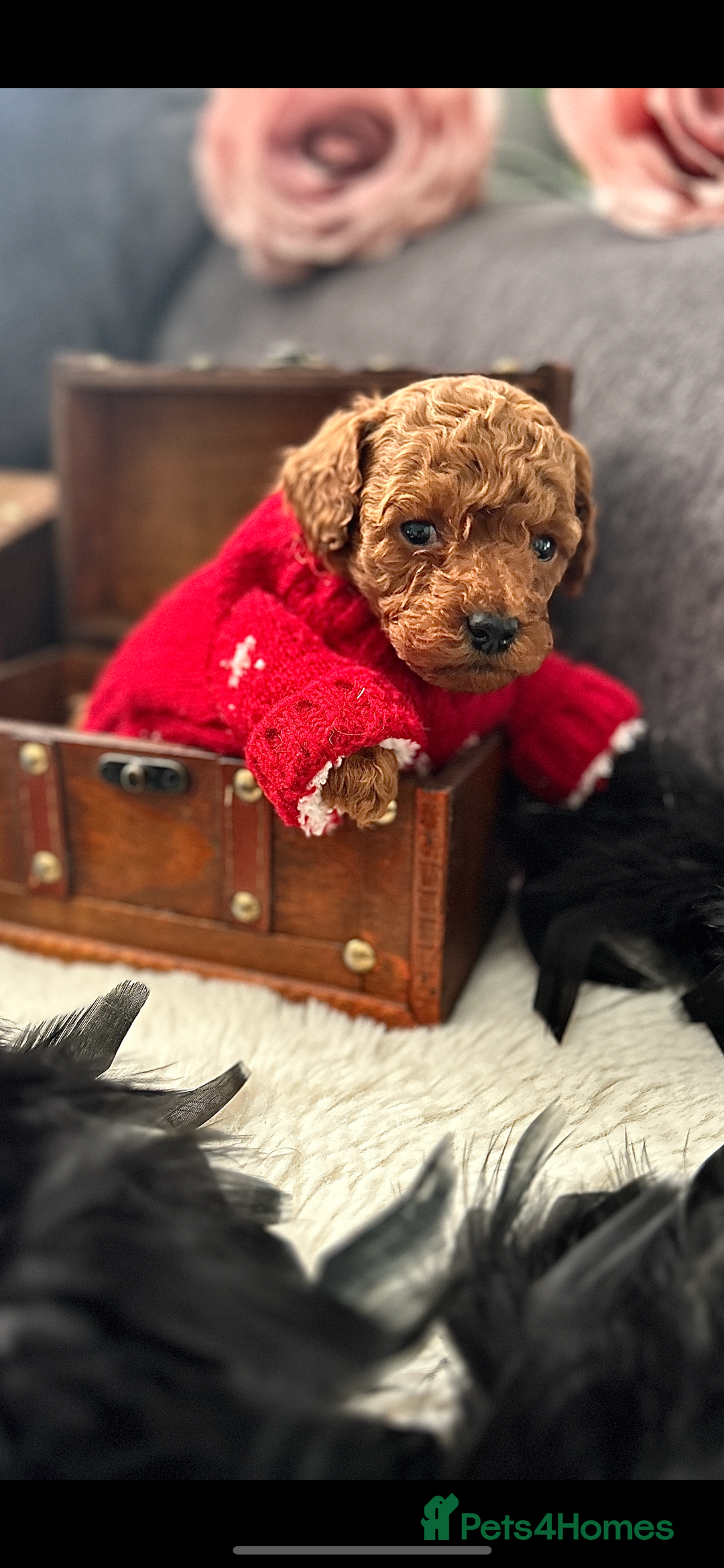 Toy Poodle dogs for sale: RED Toy Poodles  - Advert 14