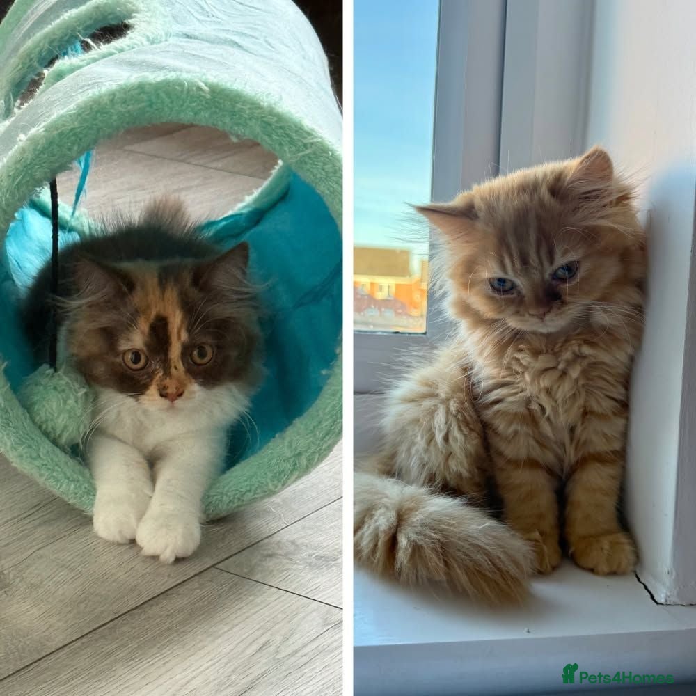 British Longhair cats Available now 😻 British Longhair kittens - TICA  - Advert 1