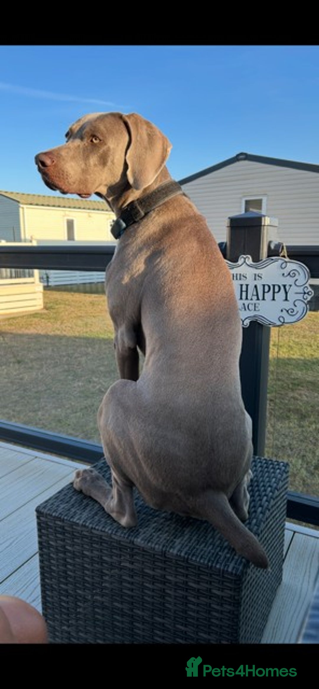 Weimaraner dogs for stud: Stunning, Healthy Stud - Advert 11