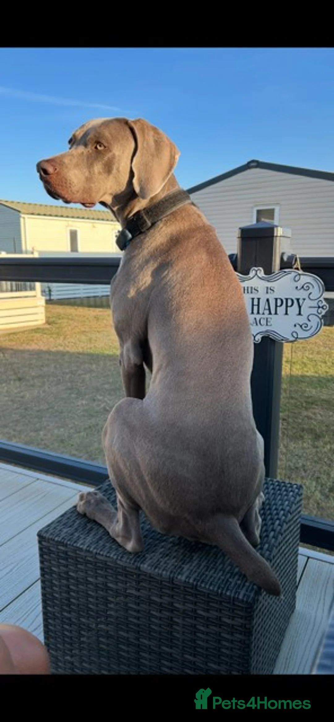 Weimaraner dogs for stud: Stunning, Healthy Stud - Advert 11