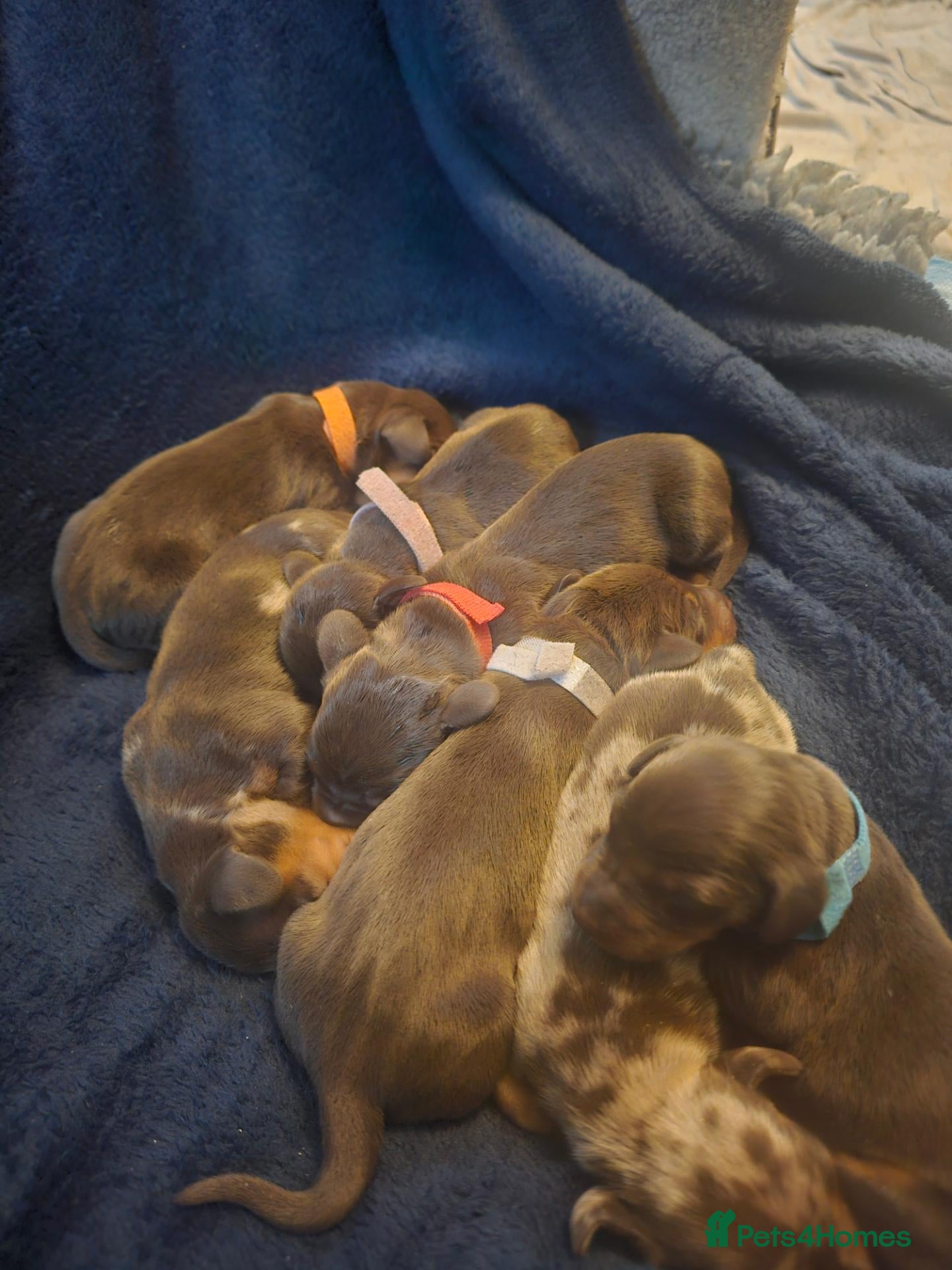 Dachshund dogs for sale: Smooth haired Dachshund Puppies - Advert 1