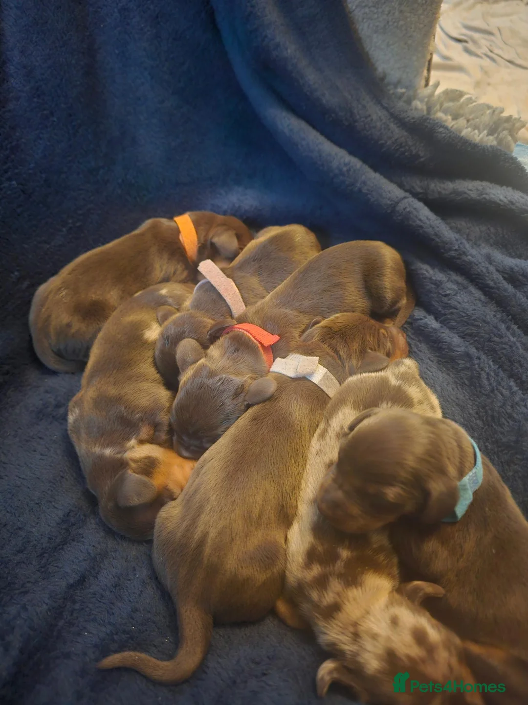 Dachshund dogs for sale: Smooth haired Dachshund Puppies in Wellington - Advert 1