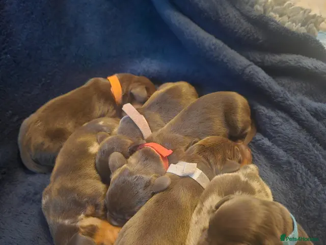 Dachshund dogs for sale: Smooth haired Dachshund Puppies - Advert 1