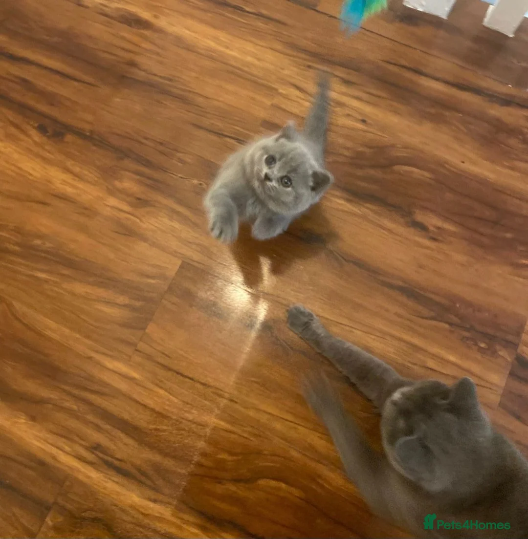 British Shorthair cats for sale: British short hair kittens for sale - Advert 2