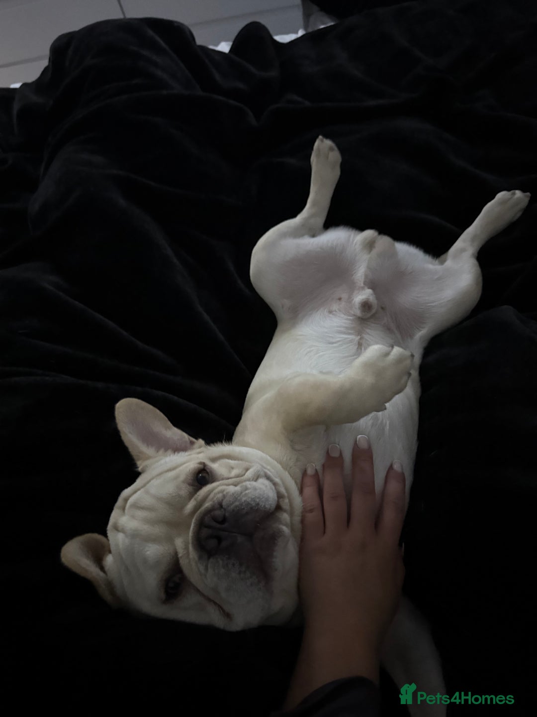 French Bulldog dogs for sale: French BullDog Boy - 7 Months Old  - Advert 5