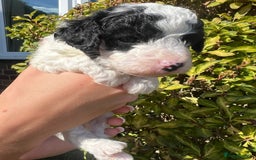 Cockapoo dogs for sale: Cockapoo - Image 13