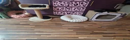 Mixed Breed cats for sale: Stroudies Ruby, Ivy, Dilly, Dave n Norman need ya - Advert 13