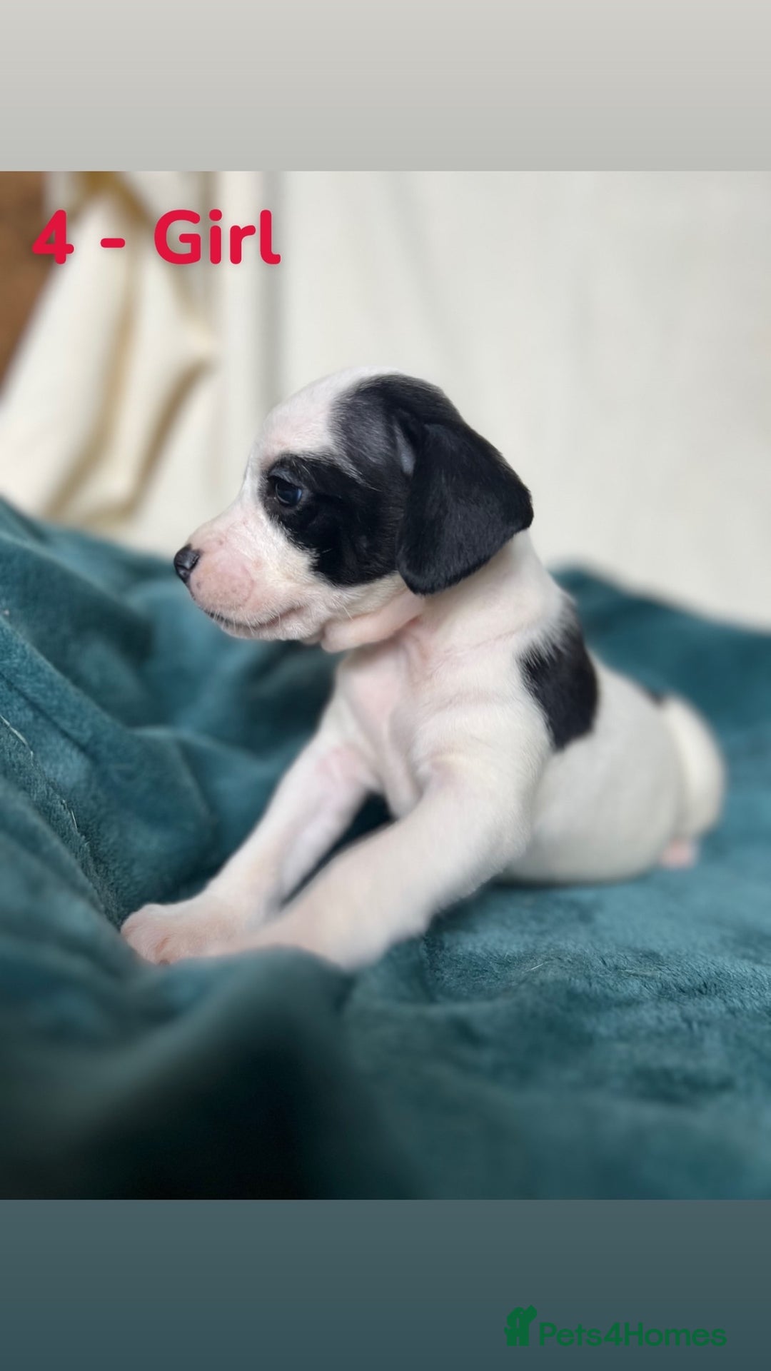 Mixed Breed dogs for sale: Old Tyme English Bulldog x Sproodle Puppies - Image 3
