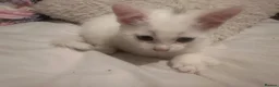 Turkish Van cats for sale: Turkish Van kittens male and female  - Advert 2