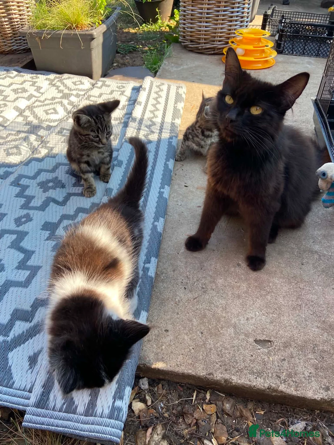 Mixed Breed cats for sale: Kittens in Scunthorpe - Advert 2